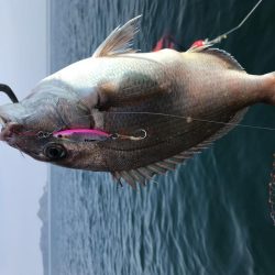 バラエティ豊か